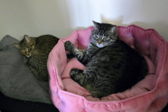 ALice-Missy-CLoset