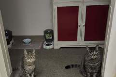 Alice-Missy-Feeding-Time