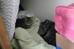 Missy-ALice-Closet