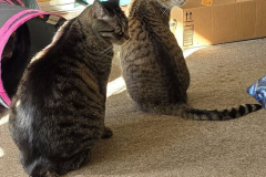 National-Cat-Day-2024