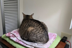 Alice-Ate-Missys-Wet-Food