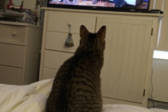 Alice-Doggie-TV