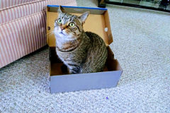 Alice-Shoe-Box