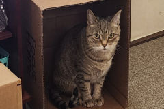 Cute-Alice-In-Box