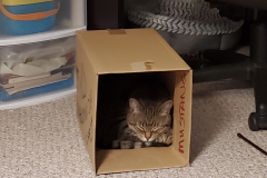 Sleepy-Alice-Box