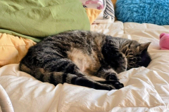 Cute-FLuffy-Missy