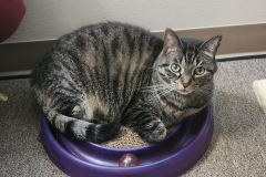 Missy-And-Her-Turbo-Scratcher