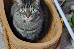 Missy-Basket-2