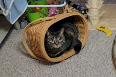 Missy-Basket-3