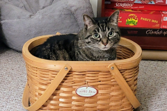 Missy-Basket