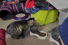 Missy-Filling-Food-Bowl