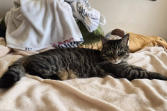 Missy-In-Our-Bed