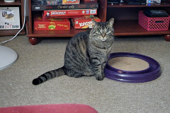 Missy-Turbo-Scratcher-2