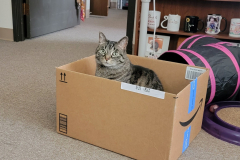 Mizzy-Amazon-Box